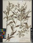 Foto von Salix lapponum L.